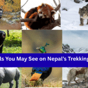 wildlife encounters