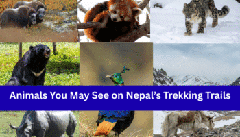Wildlife Encounters: Animals You May See on Nepal’s Trekking Trails 7 Wildlife Encounters: Animals You May See on Nepal’s Trekking Trails