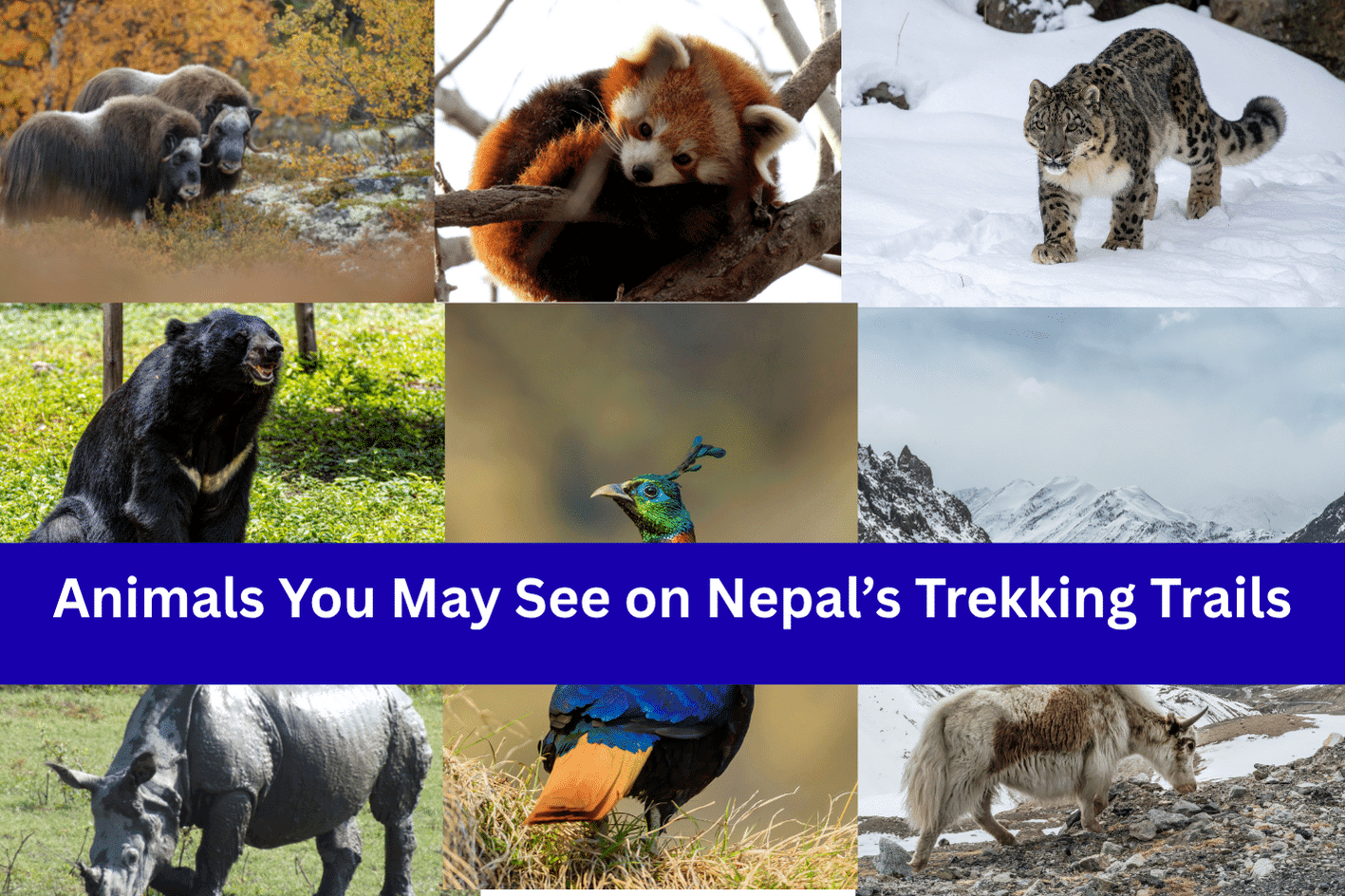 wildlife encounters