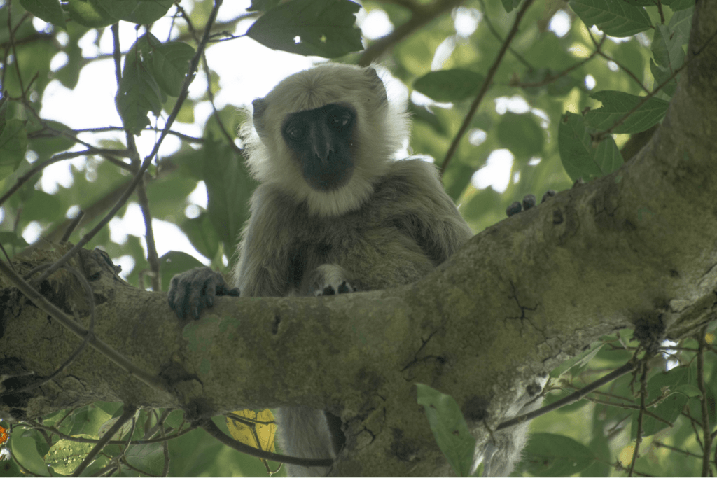 Hidden Nature Wonders in Nepal: 10 Serene Destinations Away from Crowds 9 hidden nature wonder