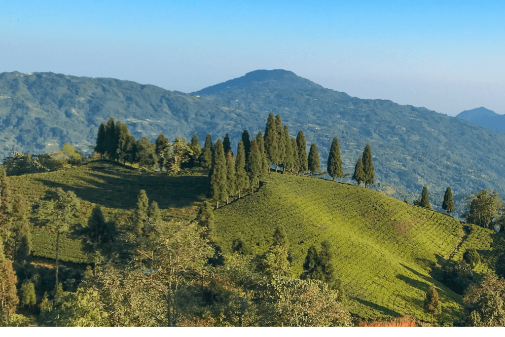 Hidden Nature Wonders in Nepal: 10 Serene Destinations Away from Crowds 10 illam tea garden