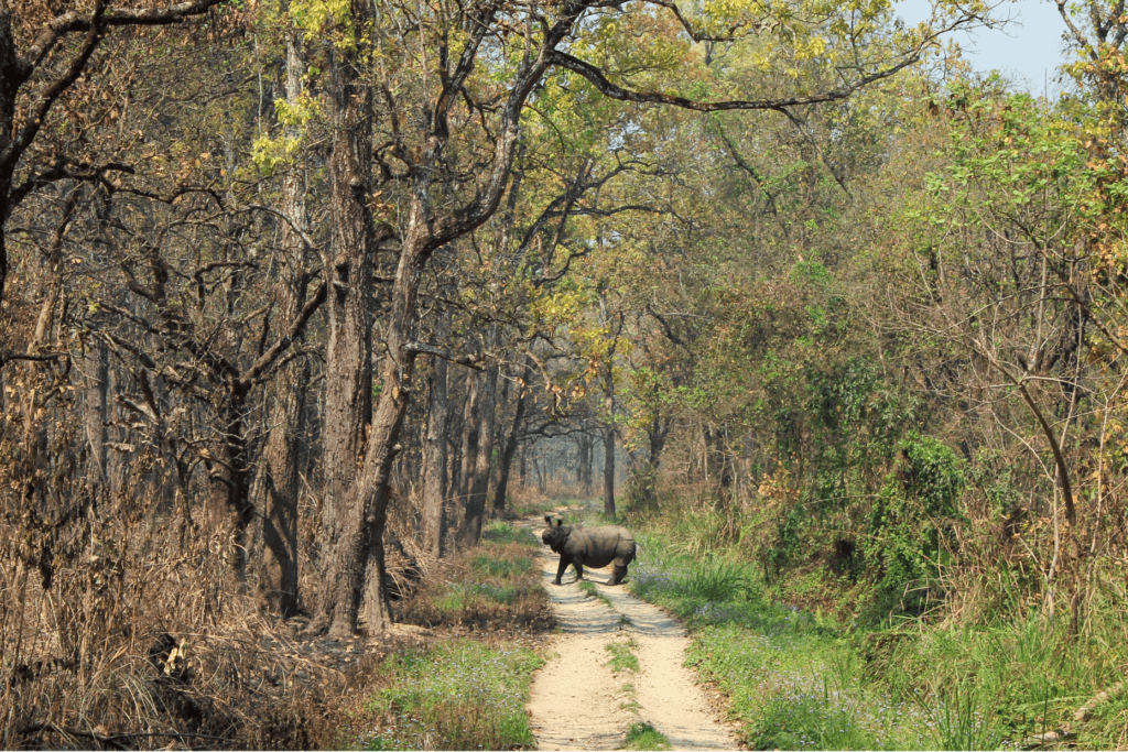 Beyond the Mountains: 10 Authentic Experiences in Nepal 3 rhino 1